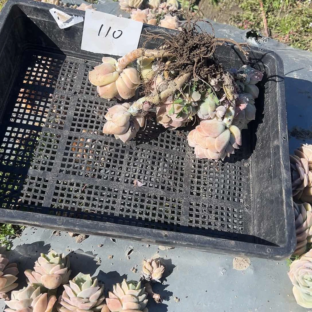 人**态110不售后1颗