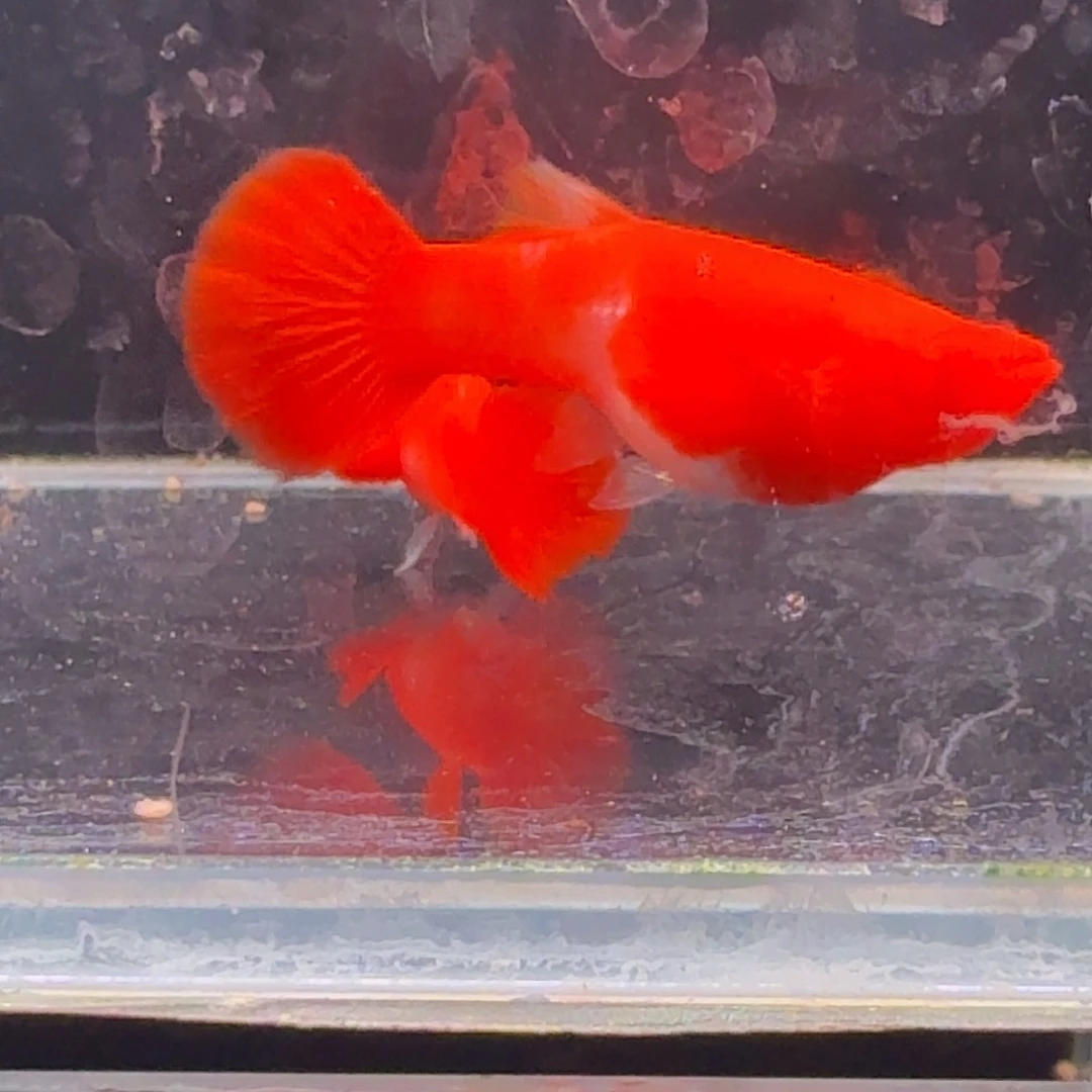 孔雀鱼鸿运当头双份水1对