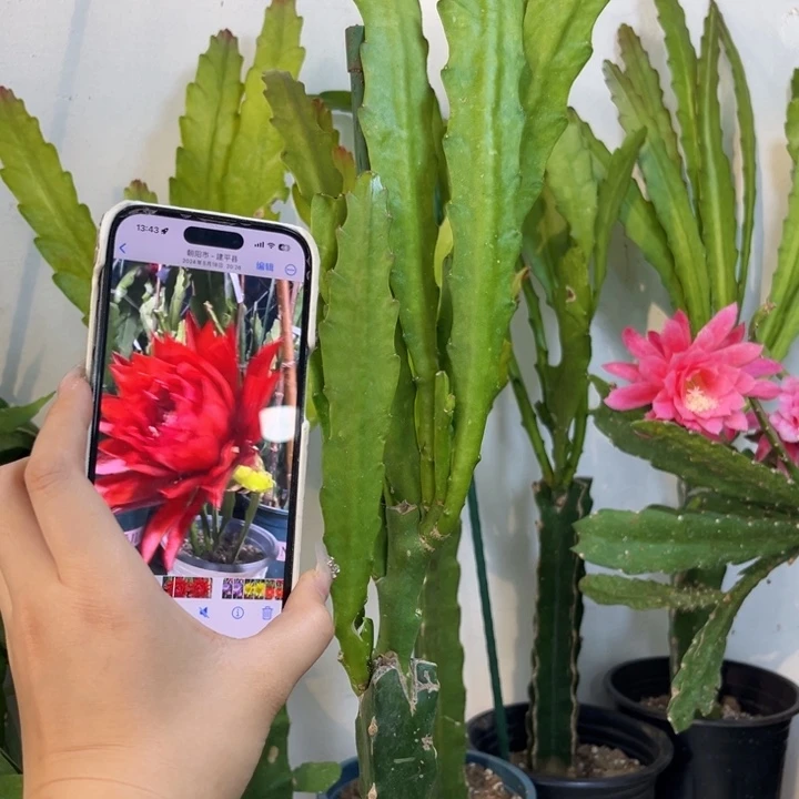 当前无花栽培后可以开花533