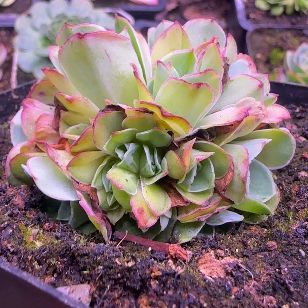 冰衍玫瑰6厘米花球老庄11424343553