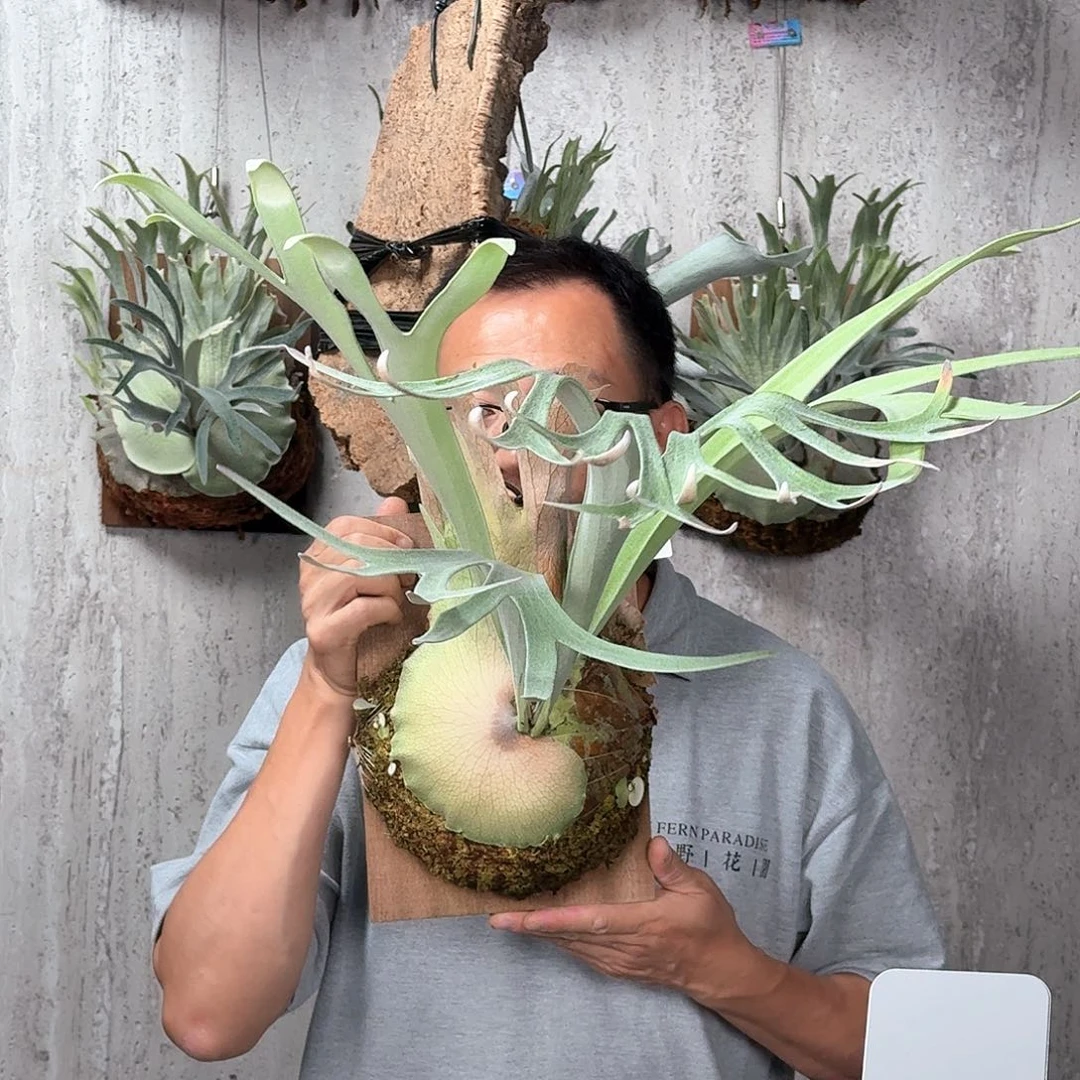 完全开放皮陈成株鹿角蕨