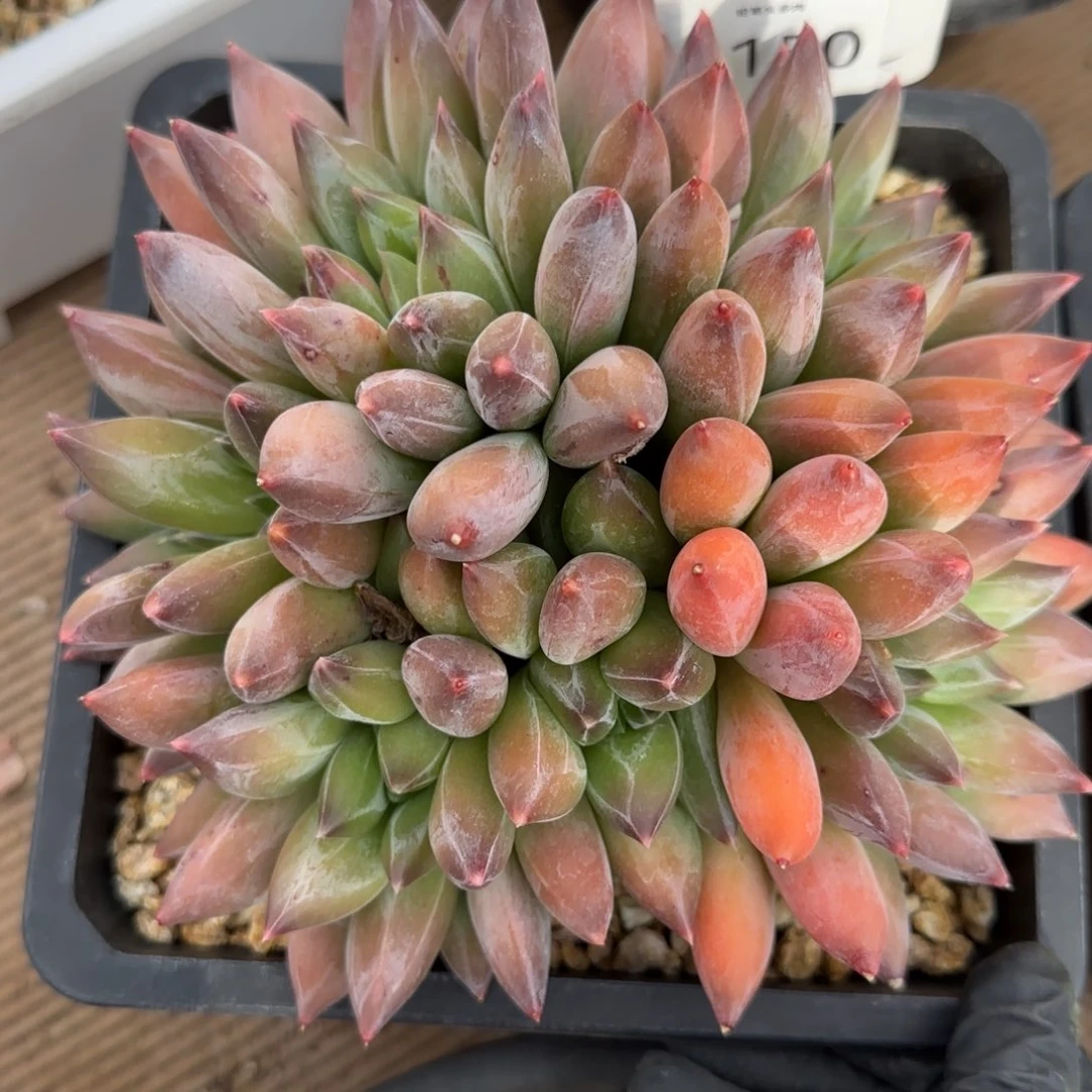 1150。     重楼大群多肉