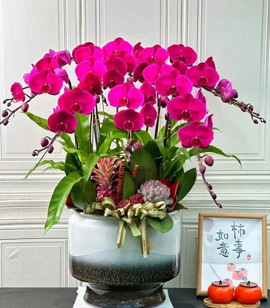 【叶片破损苗】大扬红宝石胡蝶兰花苗带花剑2.8寸