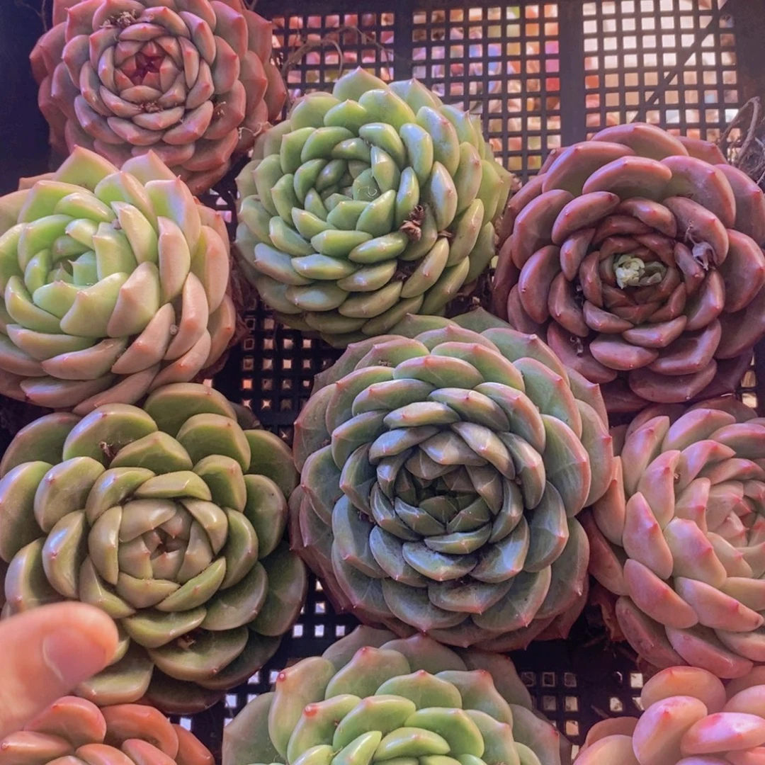 保底10颗。 02。 特别大的母本