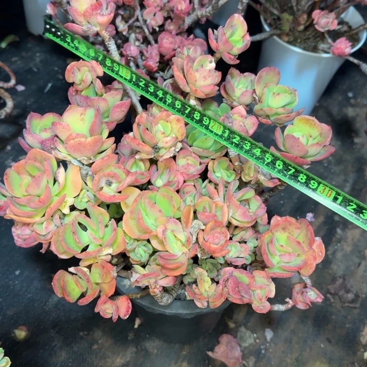 火焰玫瑰393 多肉植物一物一拍