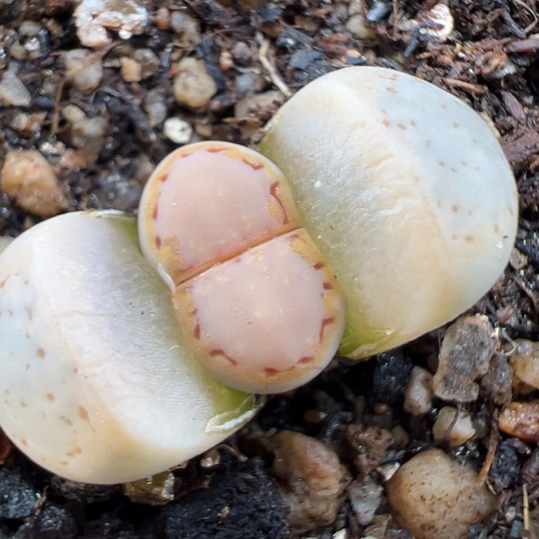 2.13好看的多肉300