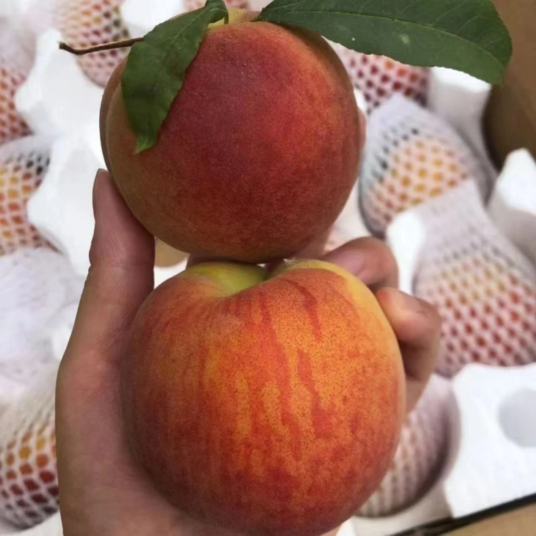 正宗产地露天黄桃新鲜采摘鲜甜多汁脆爽可口