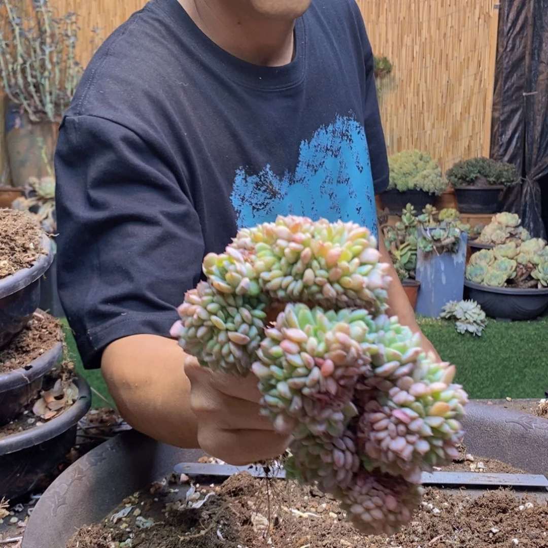 薇***薇341 号白胖子多肉