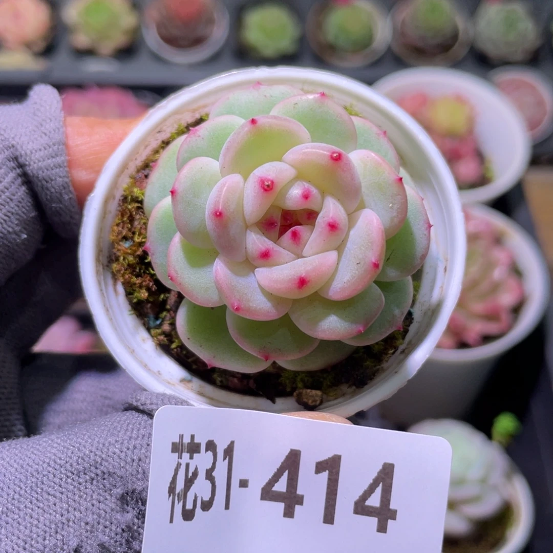 花利美31-414新品珍妮