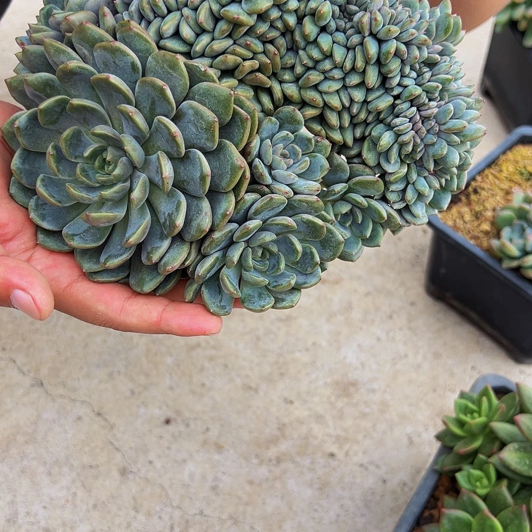 豆***妈黑曼巴缀化黑曼巴寄养