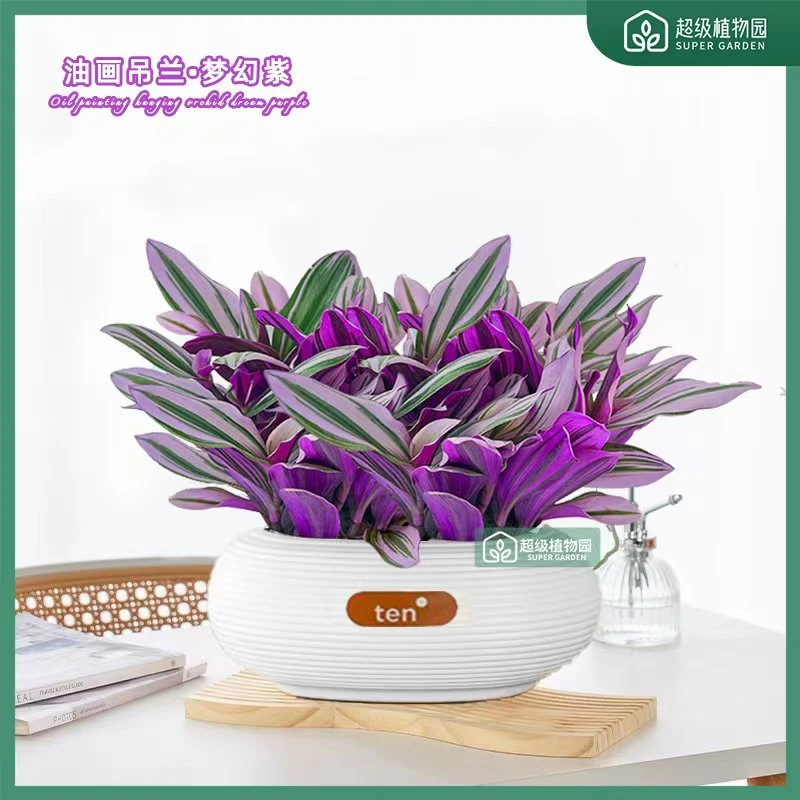 油画婚礼吊兰盆栽花盆垂吊爆盆好养易活紫露兰绿植室内多肉植物