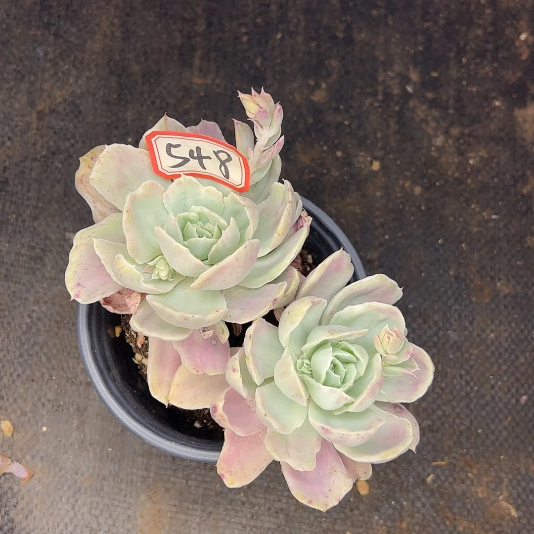 548号伯克利锦，一物一拍