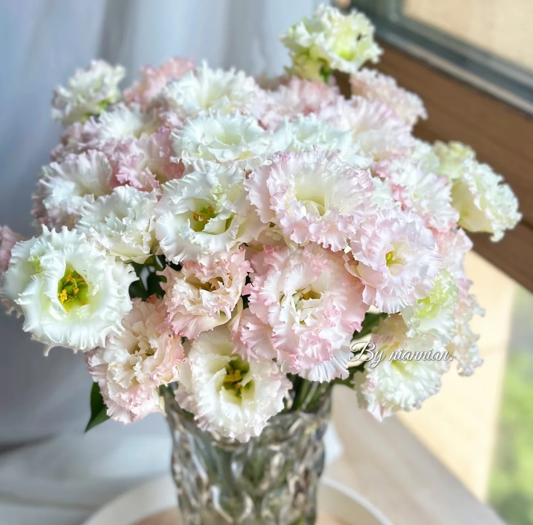 【甜甜圈洋桔梗AK】无刺玫瑰洋桔梗花期长 |全场任意两单鲜花包邮