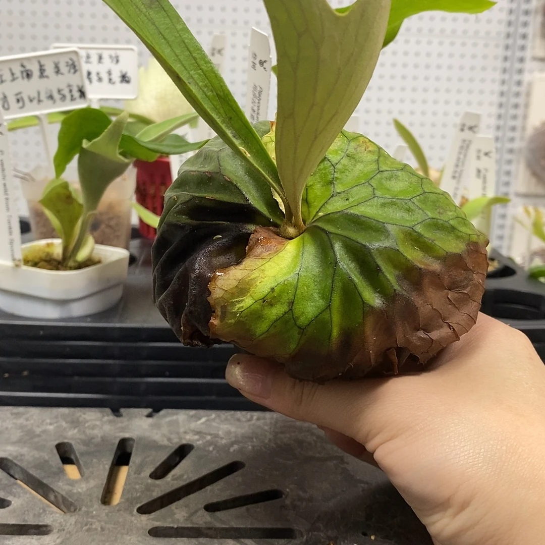 无花朵非猴鹿角蕨