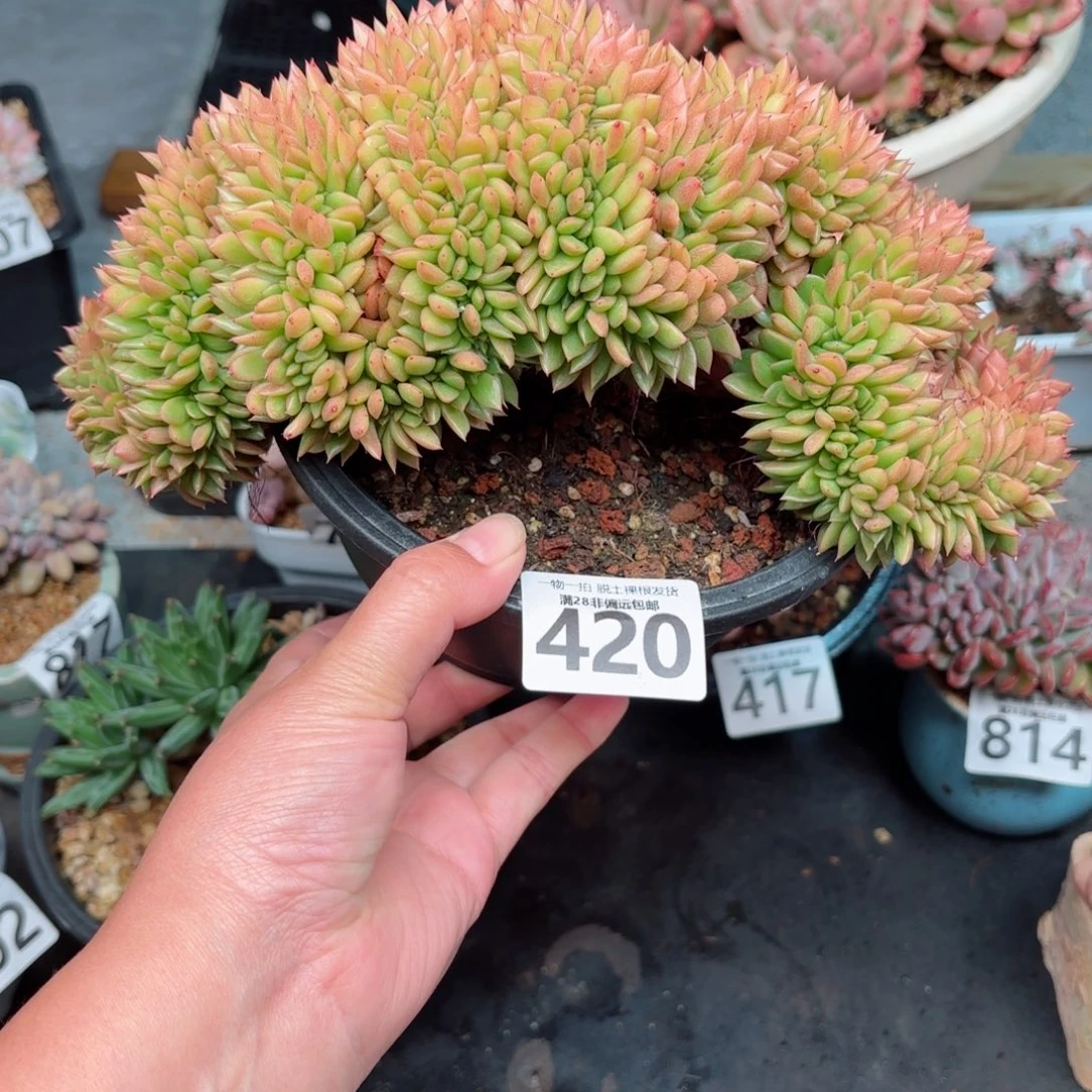 红玉缀无盆土发货