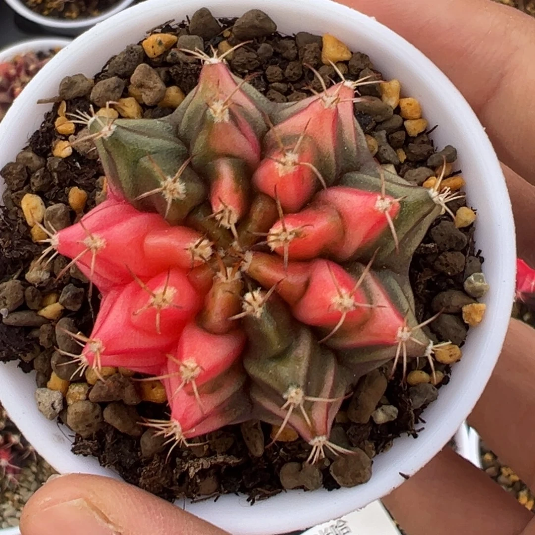 517 好看的米哈冲冲冲