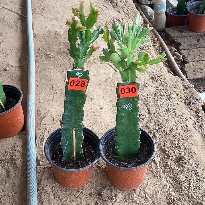 无花朵꧁****067，068，028号030号新疆不包邮