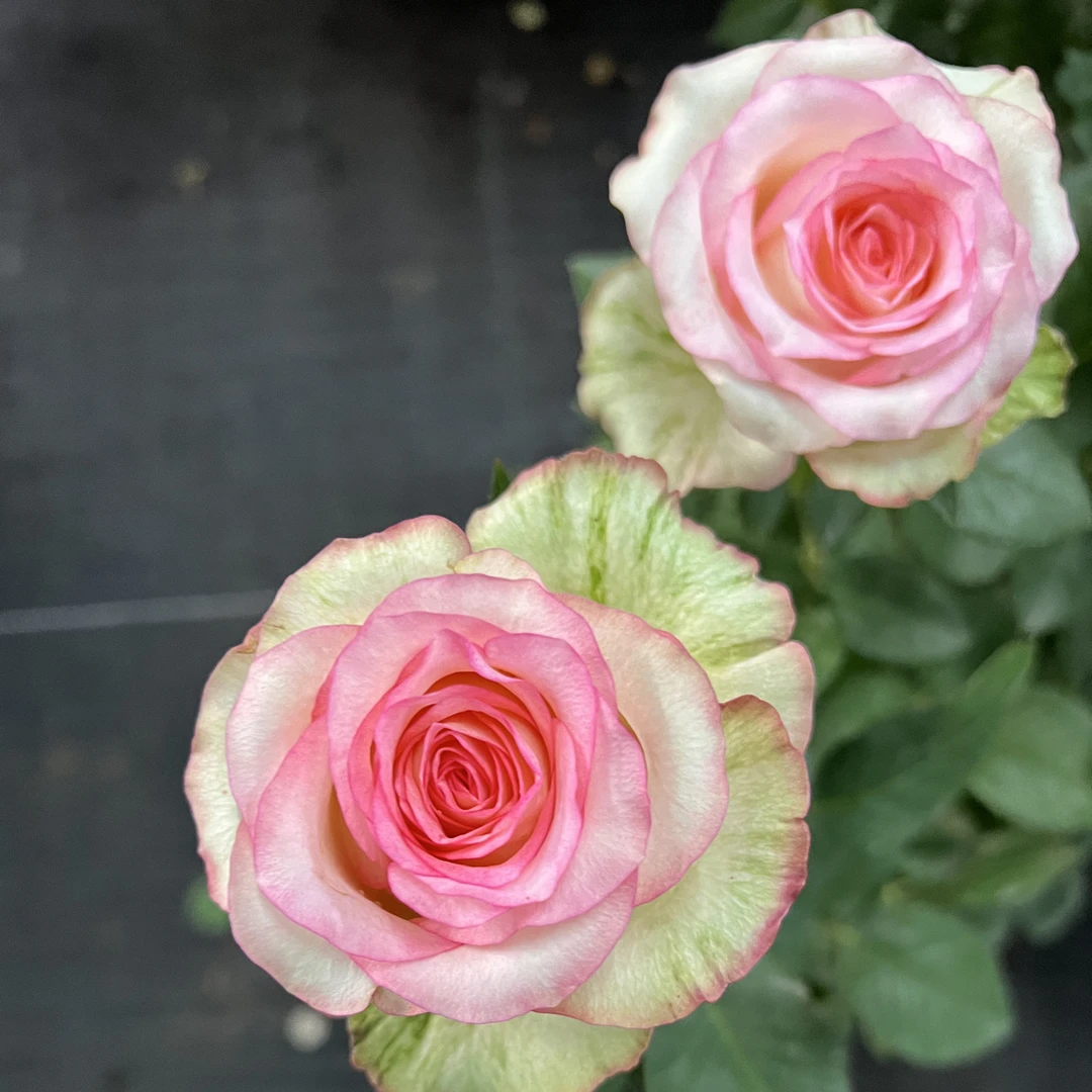 【艾莎】月季玫瑰花独颗带花苞发货