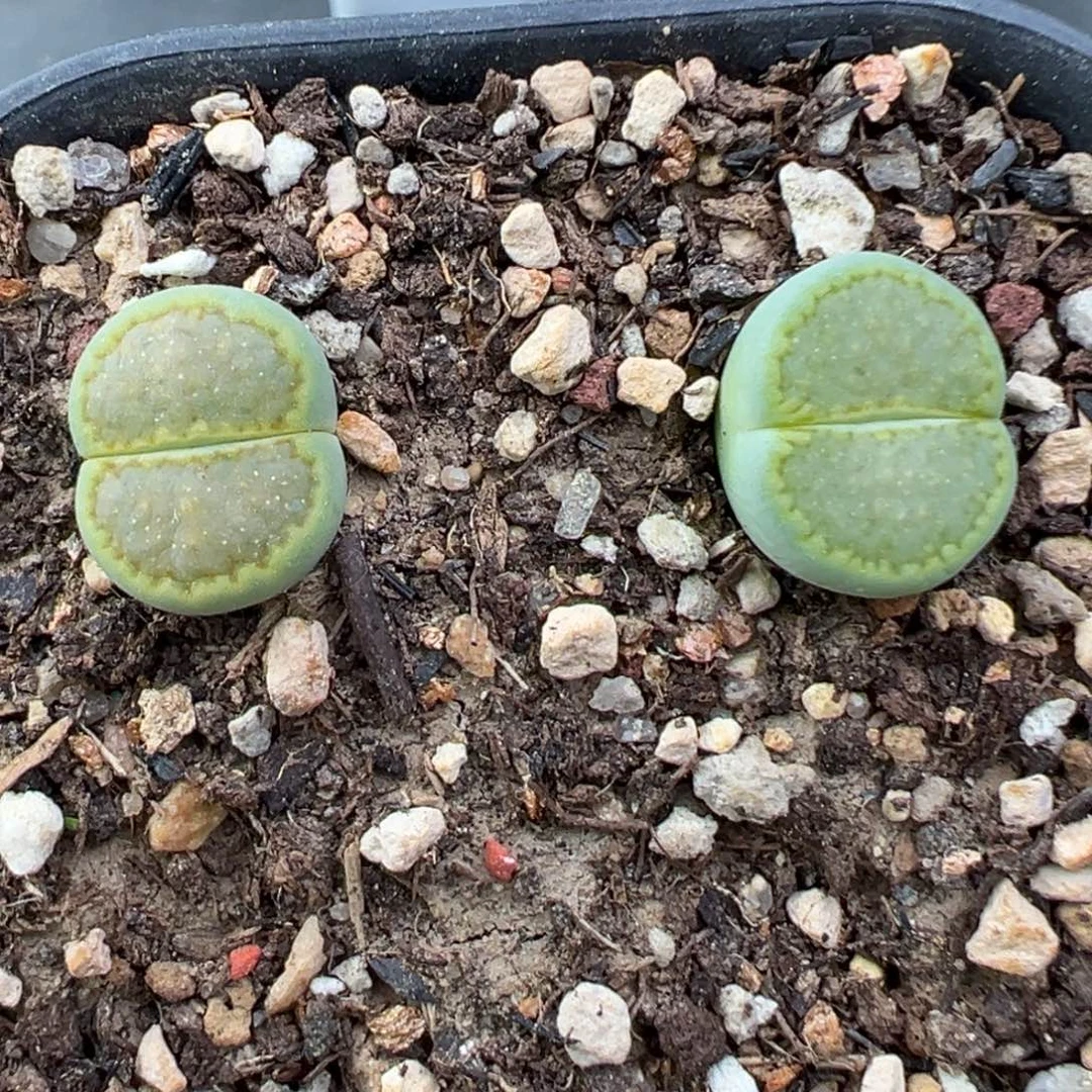 11.25好看的多肉脱土发货359