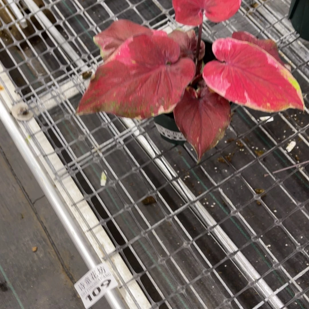 废***柴无花朵          108红宝石不包售后