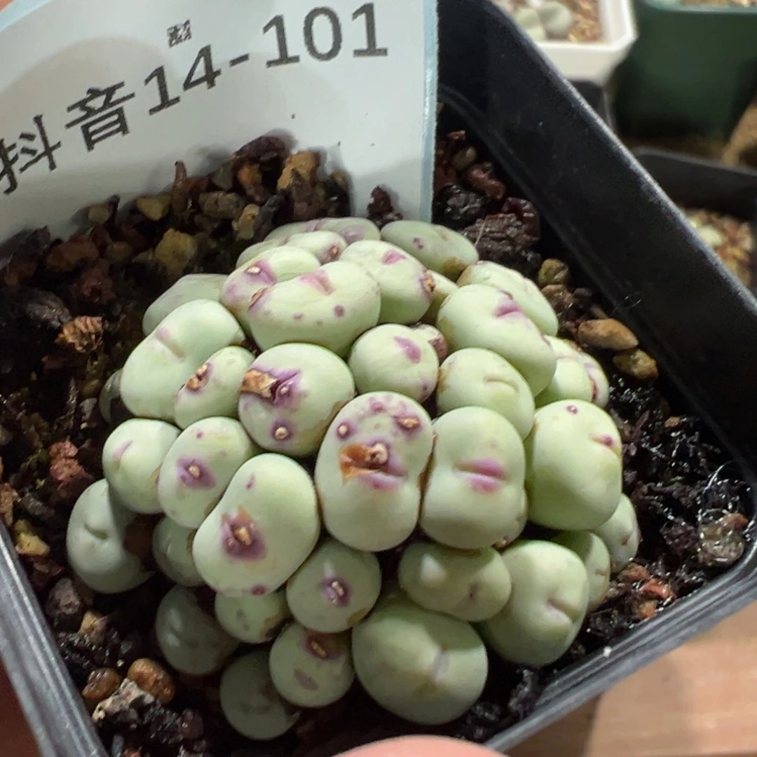 火***学4-101肉锥多肉植物，