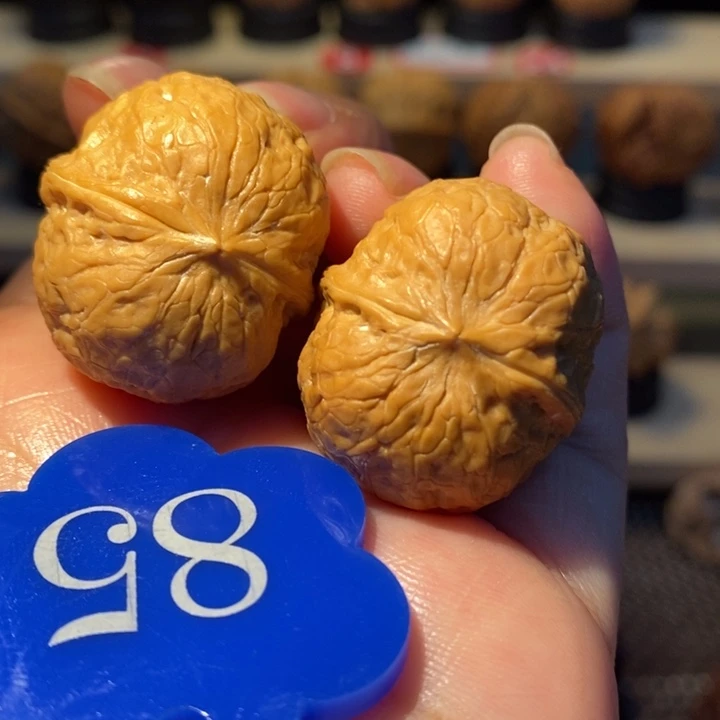开播福利2号车水晶蛇皮球28尺寸