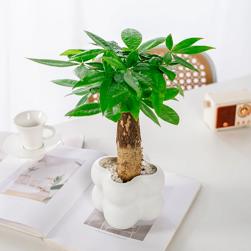 【花伴水】新款发财树盆栽植物室内耐旱绿植办公桌客厅绿植