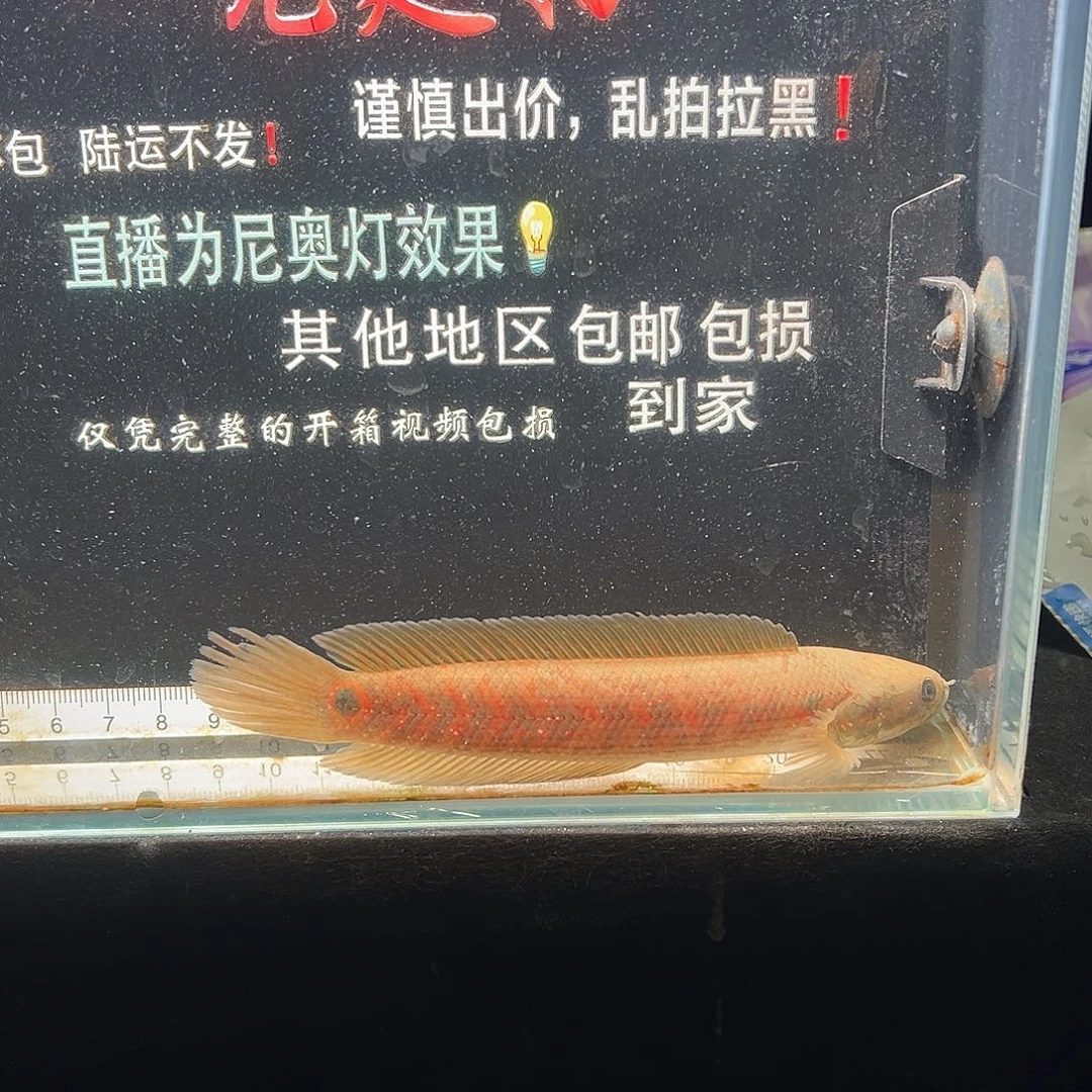 海水鱼七星雷龙七星雷龙