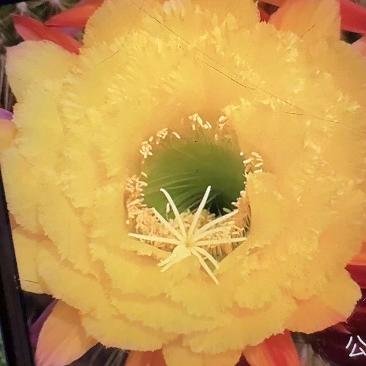 公主侧芽5公分左右毛花柱