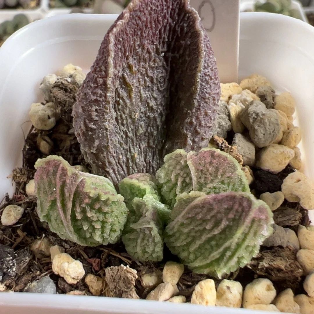 王***器实生新品大苗分开付多肉
