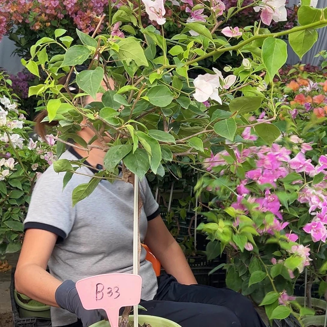 张***妞当前无花栽培后可以开花B33章红英