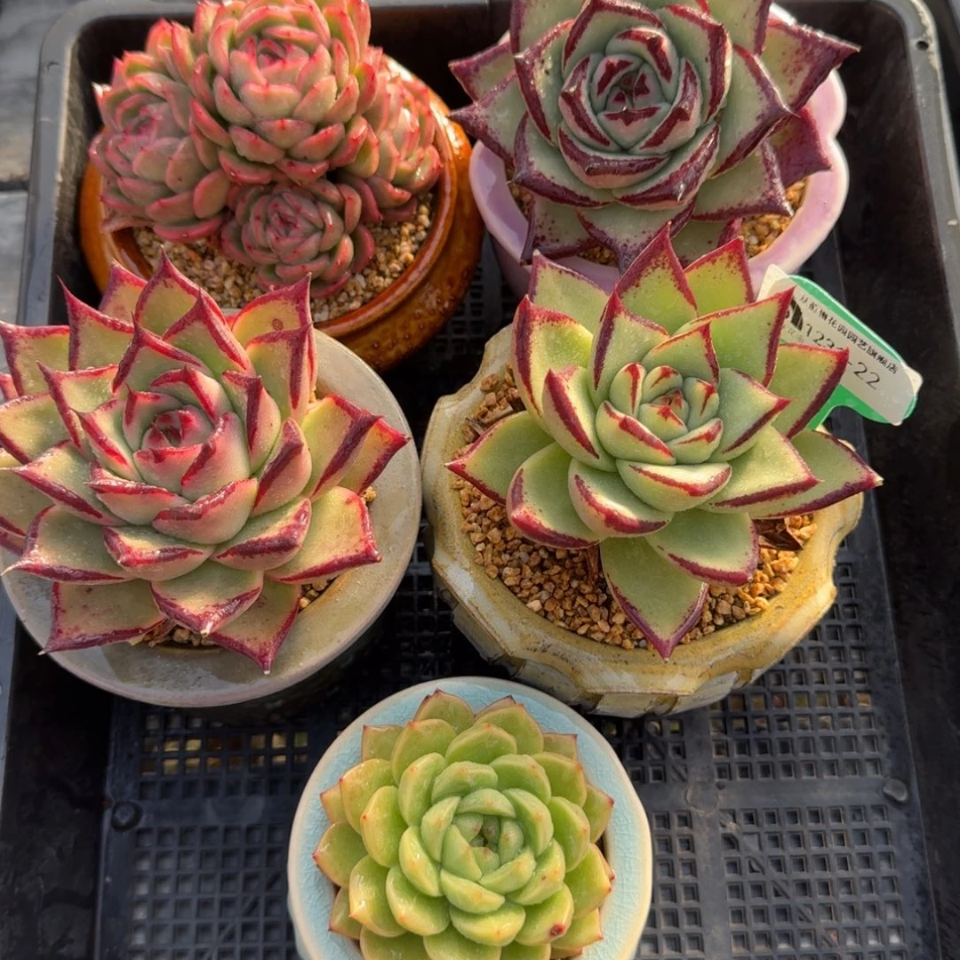 从前慢多肉精选编号1231.22