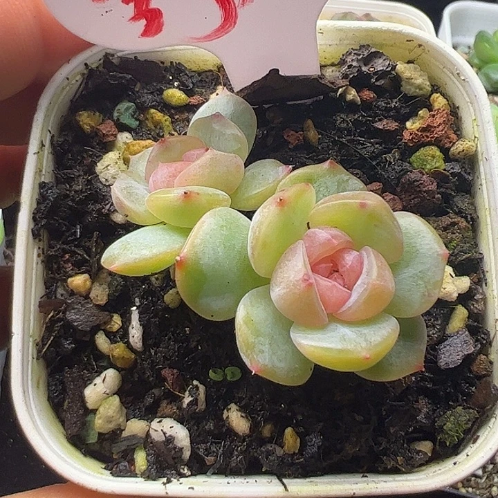 双头舒月111111111