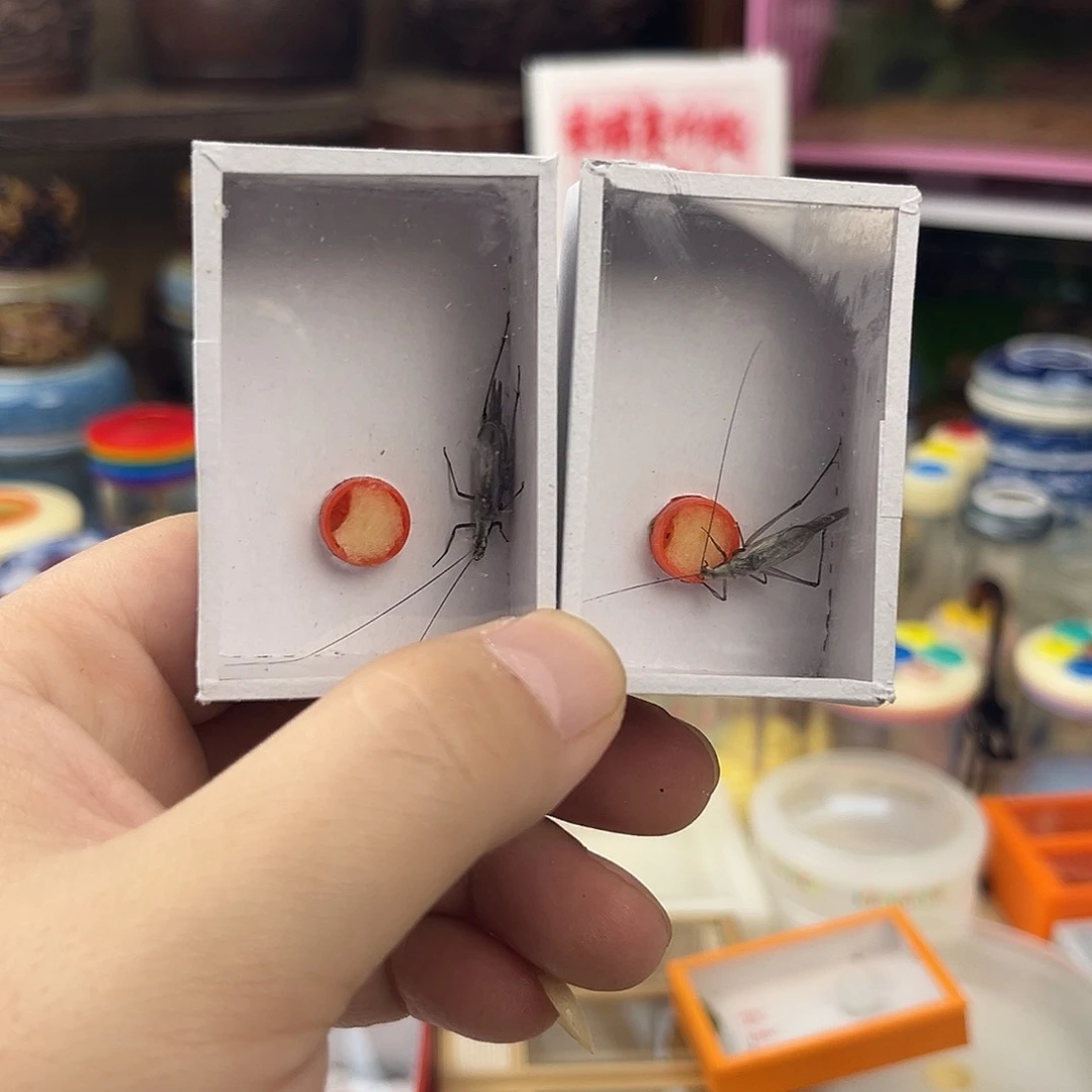 久***仰两条全品黑紫竹蛉