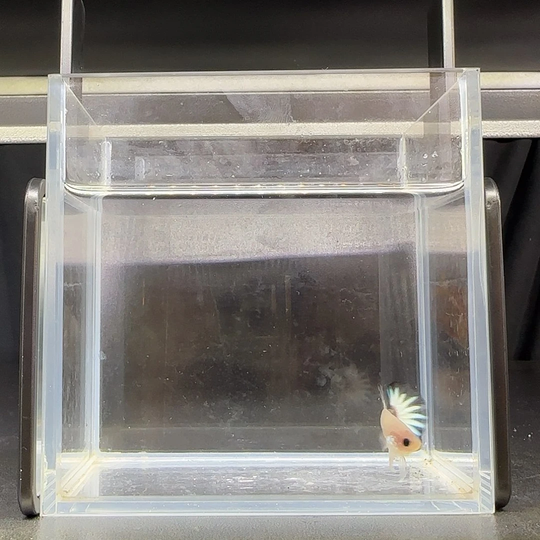 竞拍十二月十三号