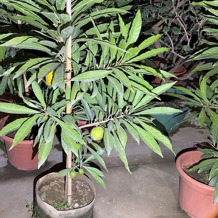 放***福无花朵4478657855775765767777