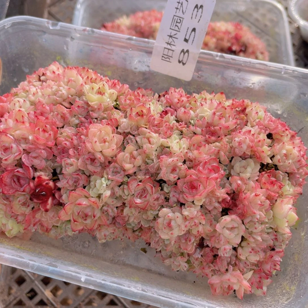 多肉植物多肉植物853