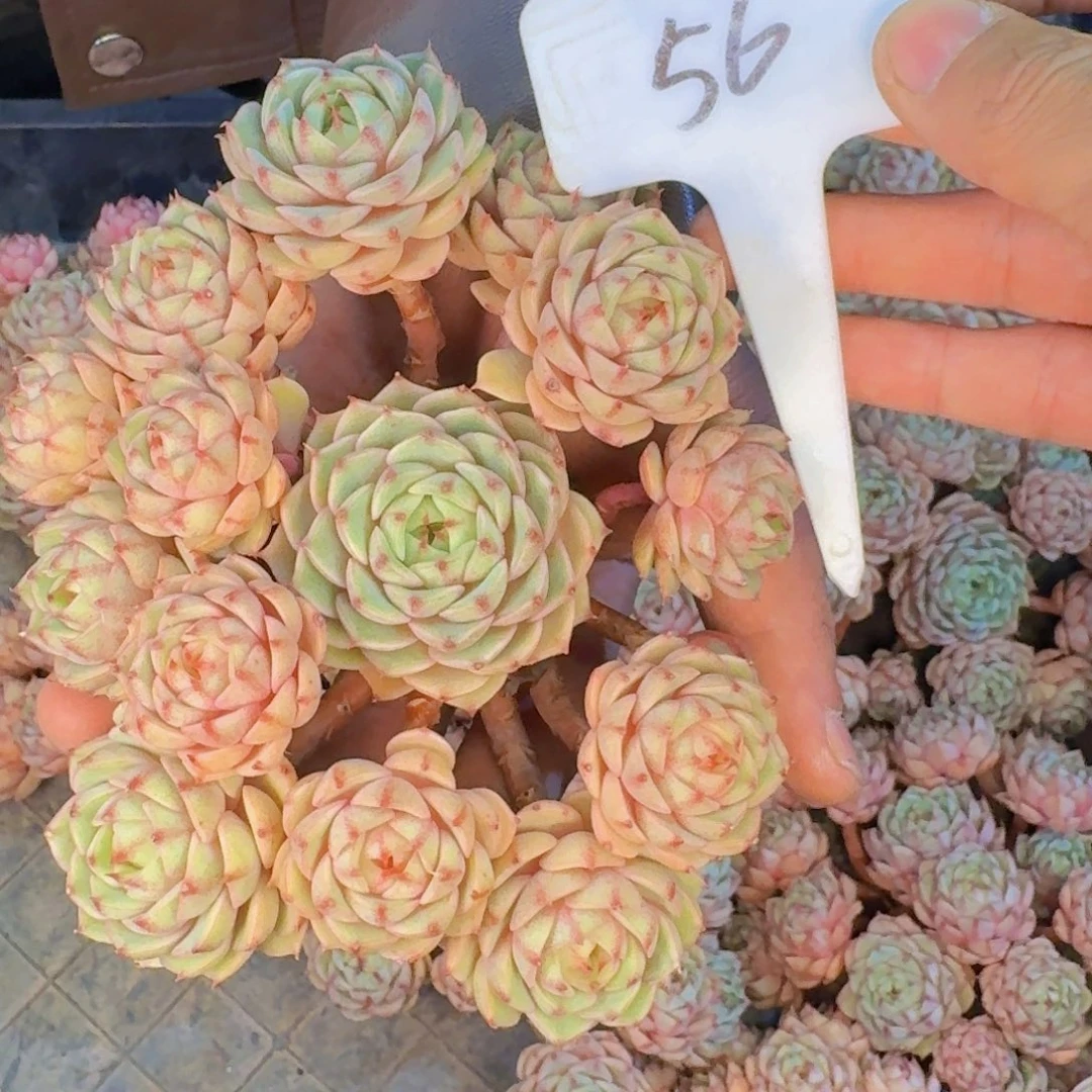 多肉植物的生长发育和