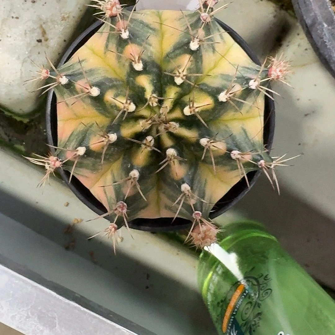 L126-1128广东发货米哈 opai