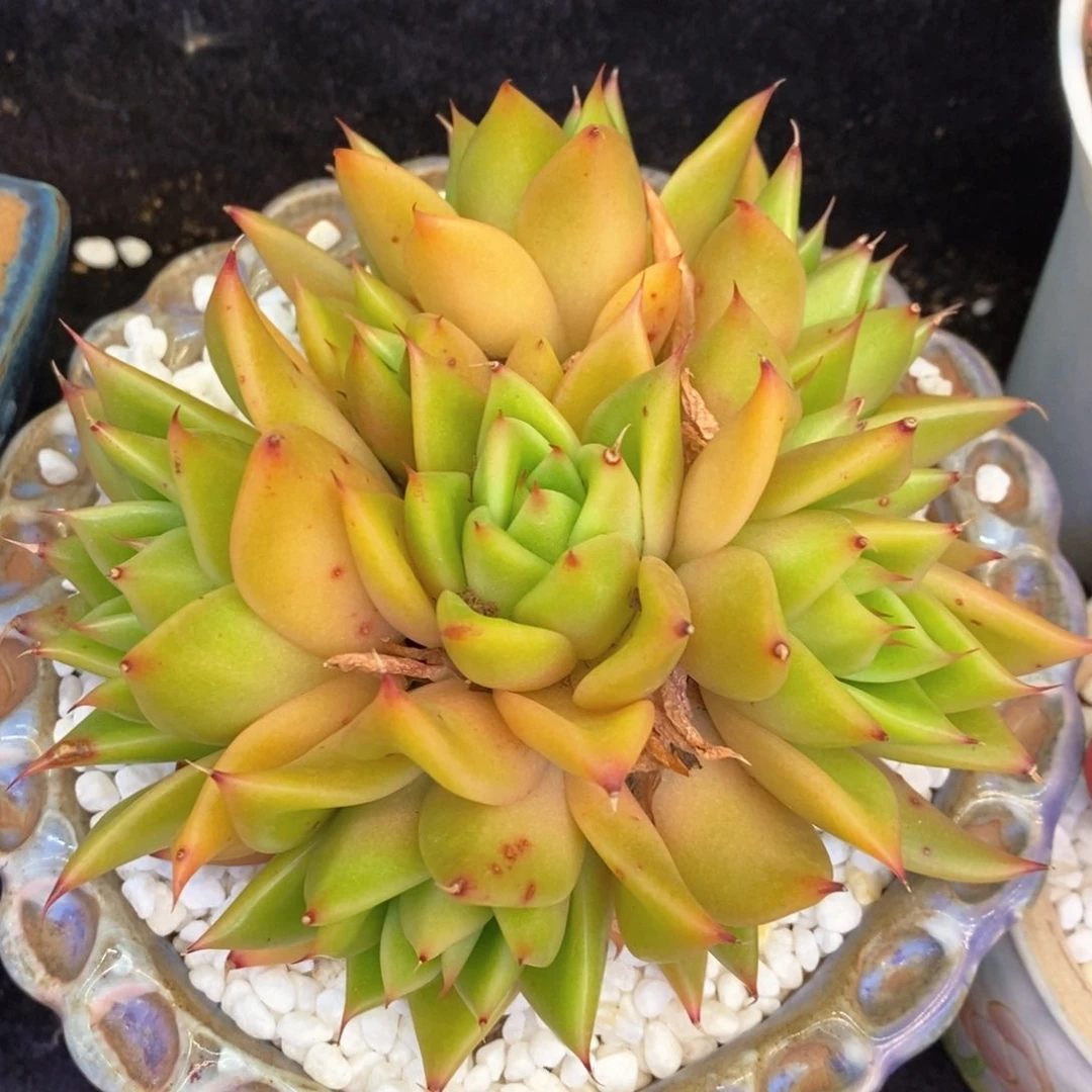 多肉植物盆栽多肉植物