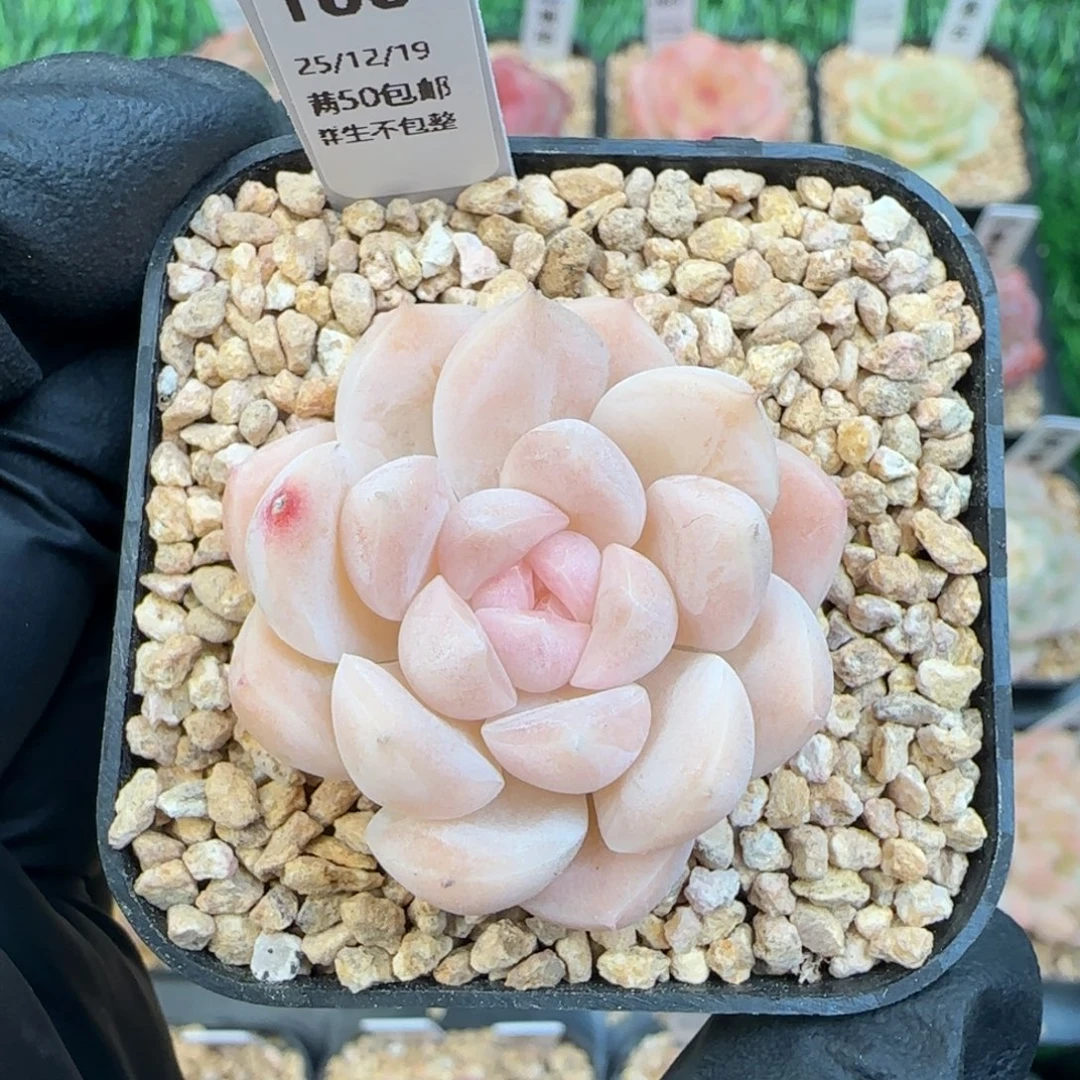 100   福利   5厘米盆