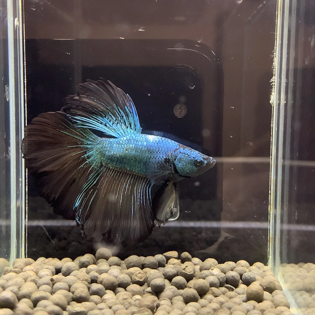 海水鱼七弟泰国斗鱼683