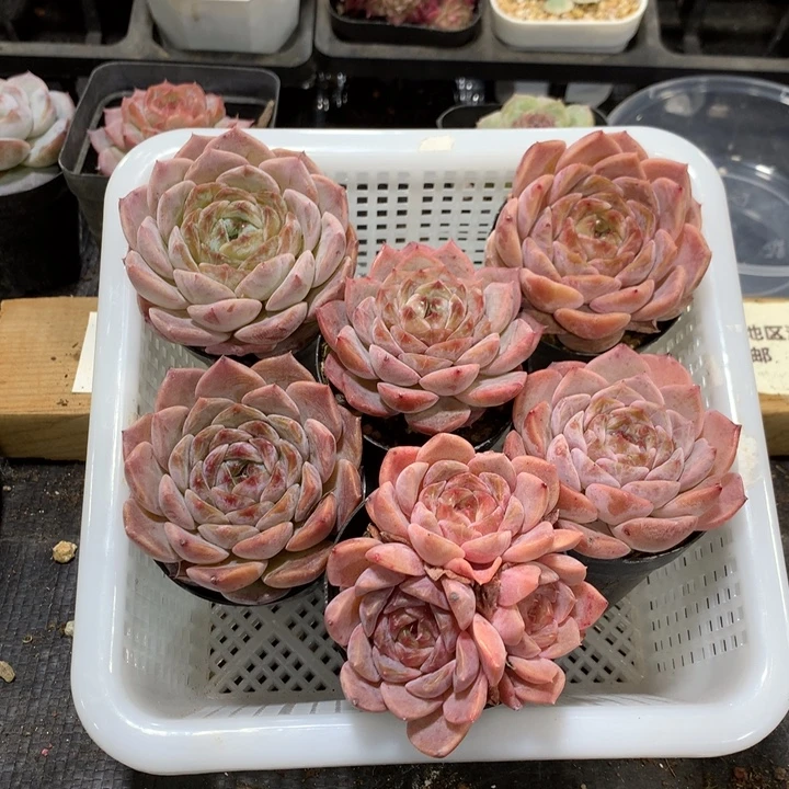 刘***逸懒羊羊精品一物一拍