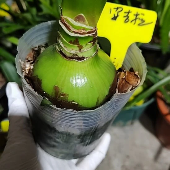 安吉拉  主球7.2带1侧