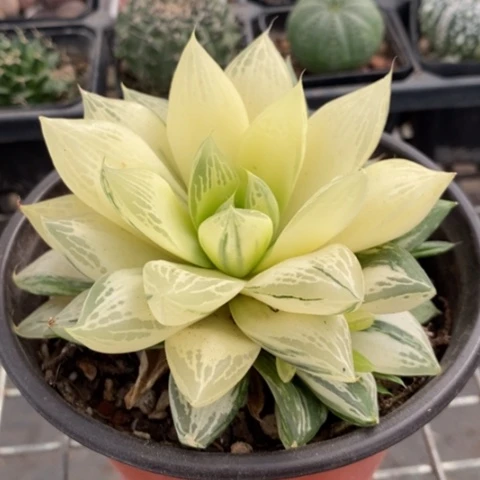 大玉露锦10仙人球