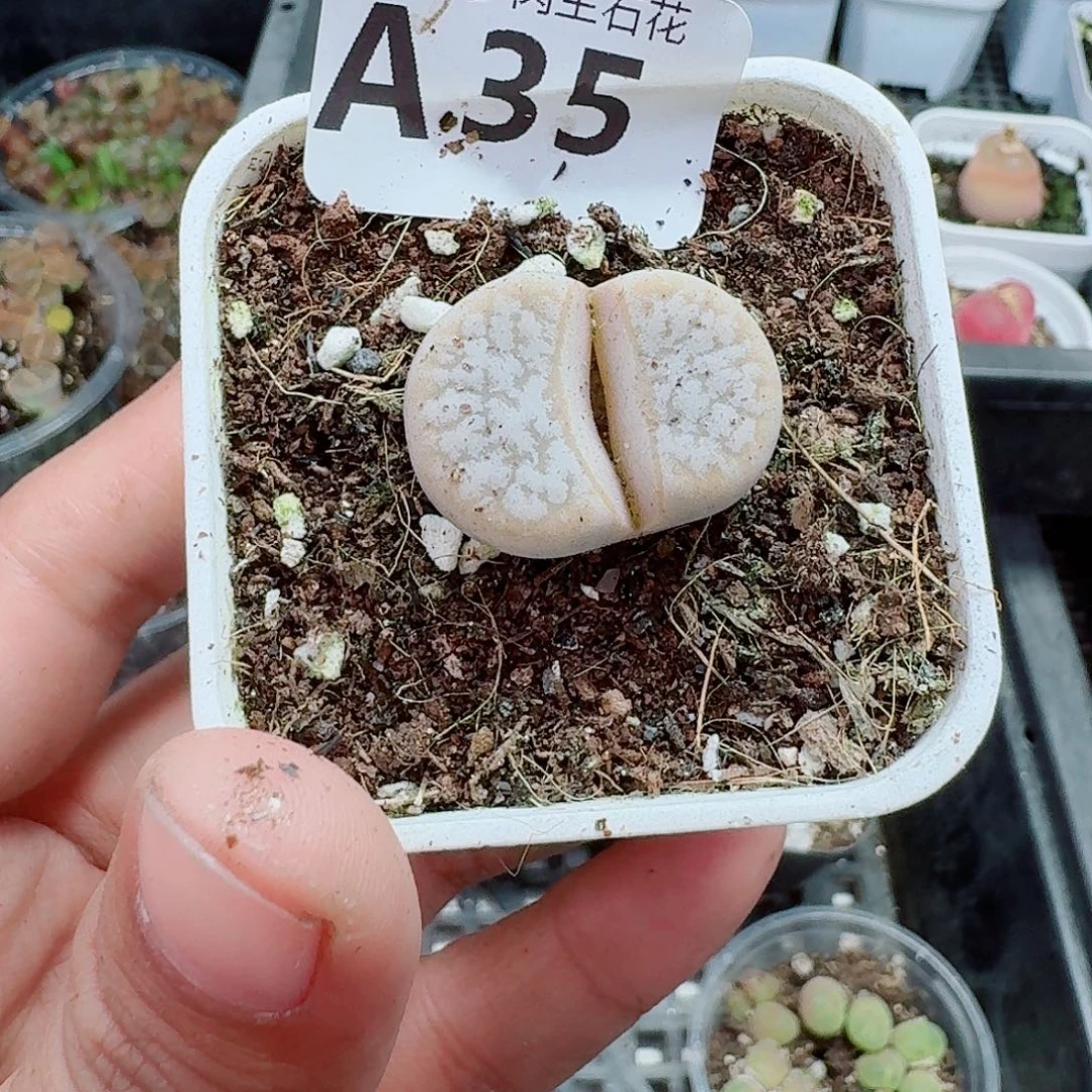 35多肉植物多肉植物