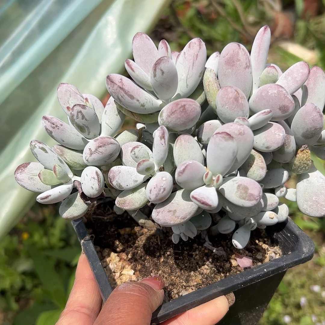 多肉植物多肉植物