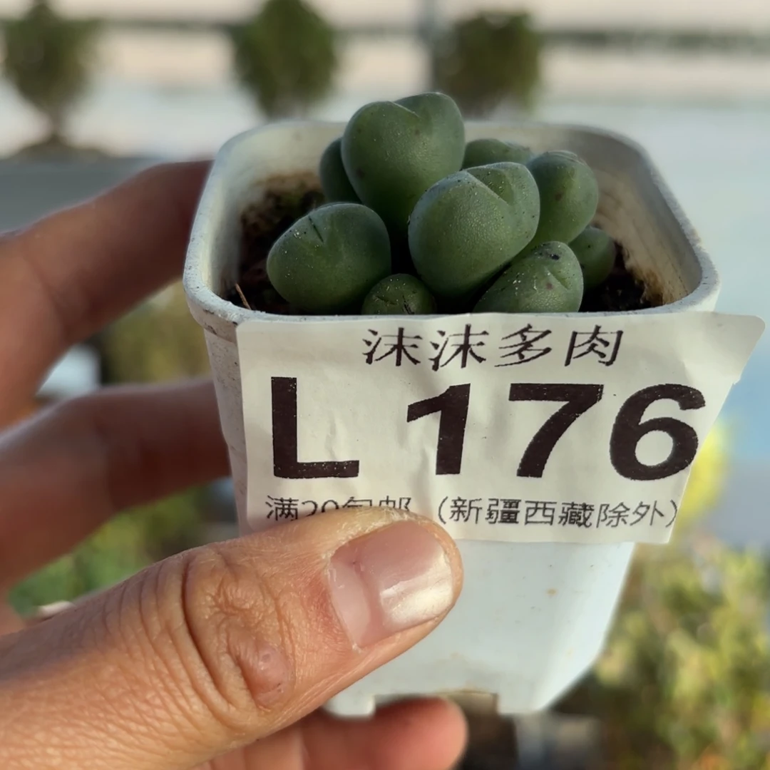 176口笛多肉植物哦