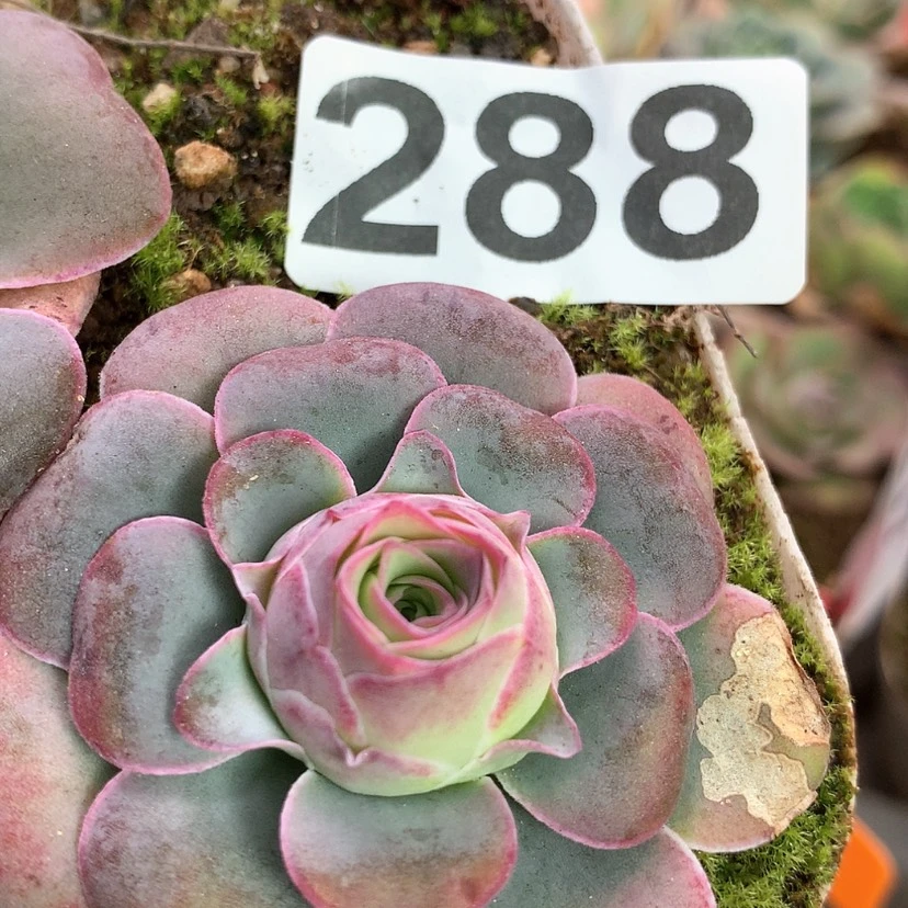 【闪购商品】yjj288