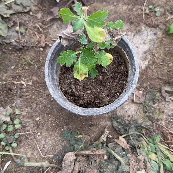 十***。完全开放天门沁雅大苗